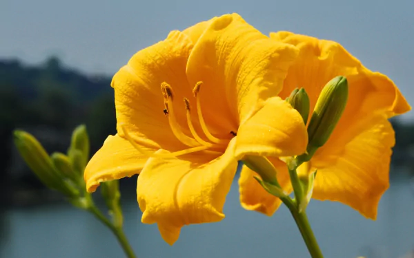 Close-up of a vibrant yellow lily flower in full bloom against a soft-focus natural background, captured in high-definition for a PC desktop wallpaper.