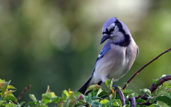 A vibrant blue jay perches gracefully on green leaves, showcasing its striking plumage. This HD image serves as an engaging desktop wallpaper or background.