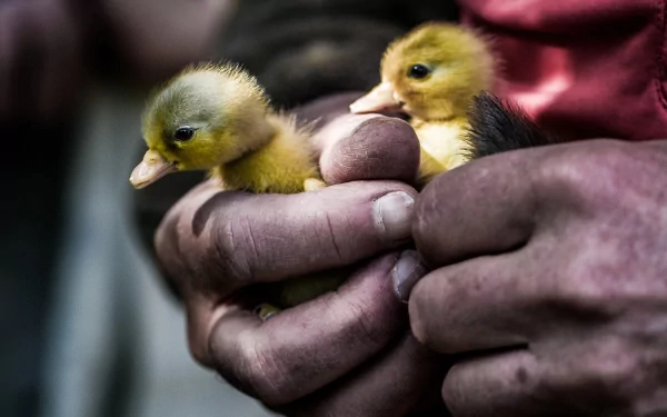 duckling Animal duck HD Desktop Wallpaper | Background Image