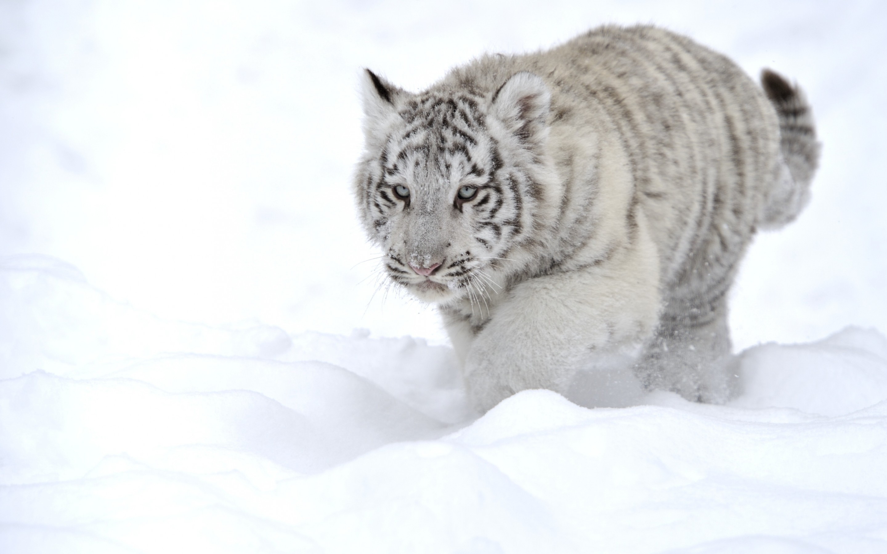 White Tiger Full Hd Wallpaper And Background Image 