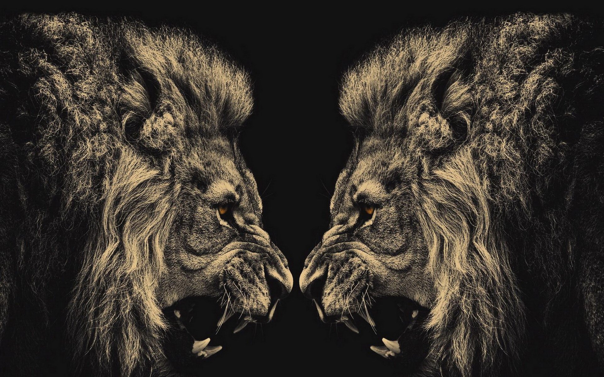 1387 Lion Hd Wallpapers Background Images Wallpaper Abyss