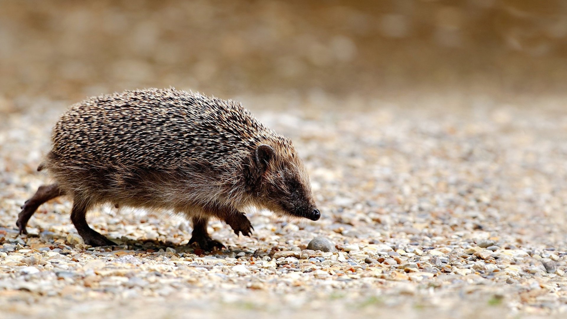 A hedgehog walks along a pebbled path, showcasing its textured fur, captured in high definition. This image serves as a stunning desktop wallpaper or background.