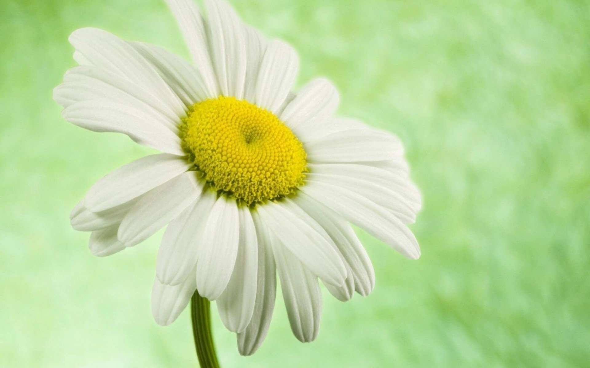 Close-up of a white daisy with a yellow center against a soft green background, captured in HD for a nature-inspired PC desktop wallpaper.