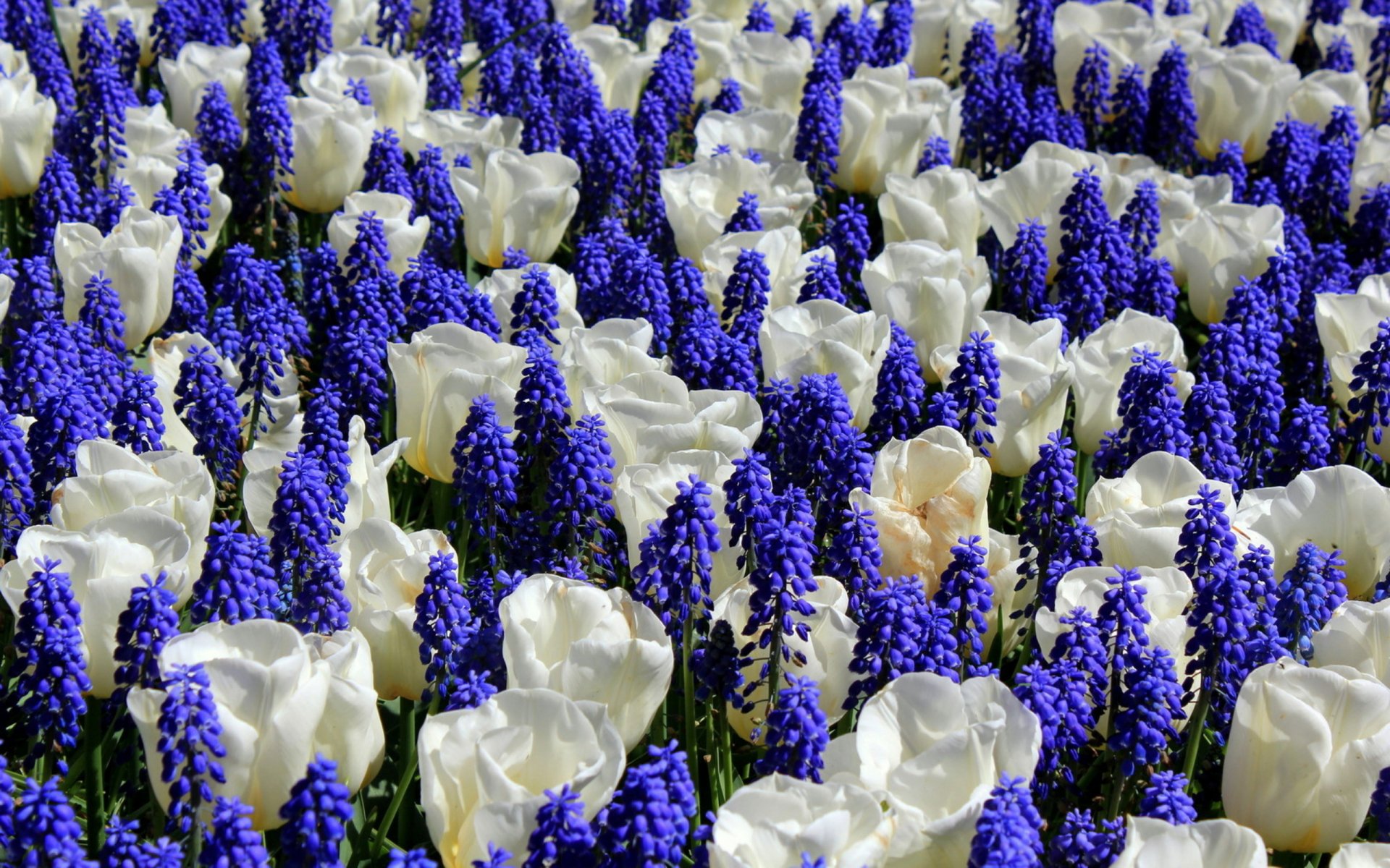 HD PC desktop wallpaper featuring a vibrant field of white tulips interspersed with dense clusters of deep purple grape hyacinths in natural outdoor light.
