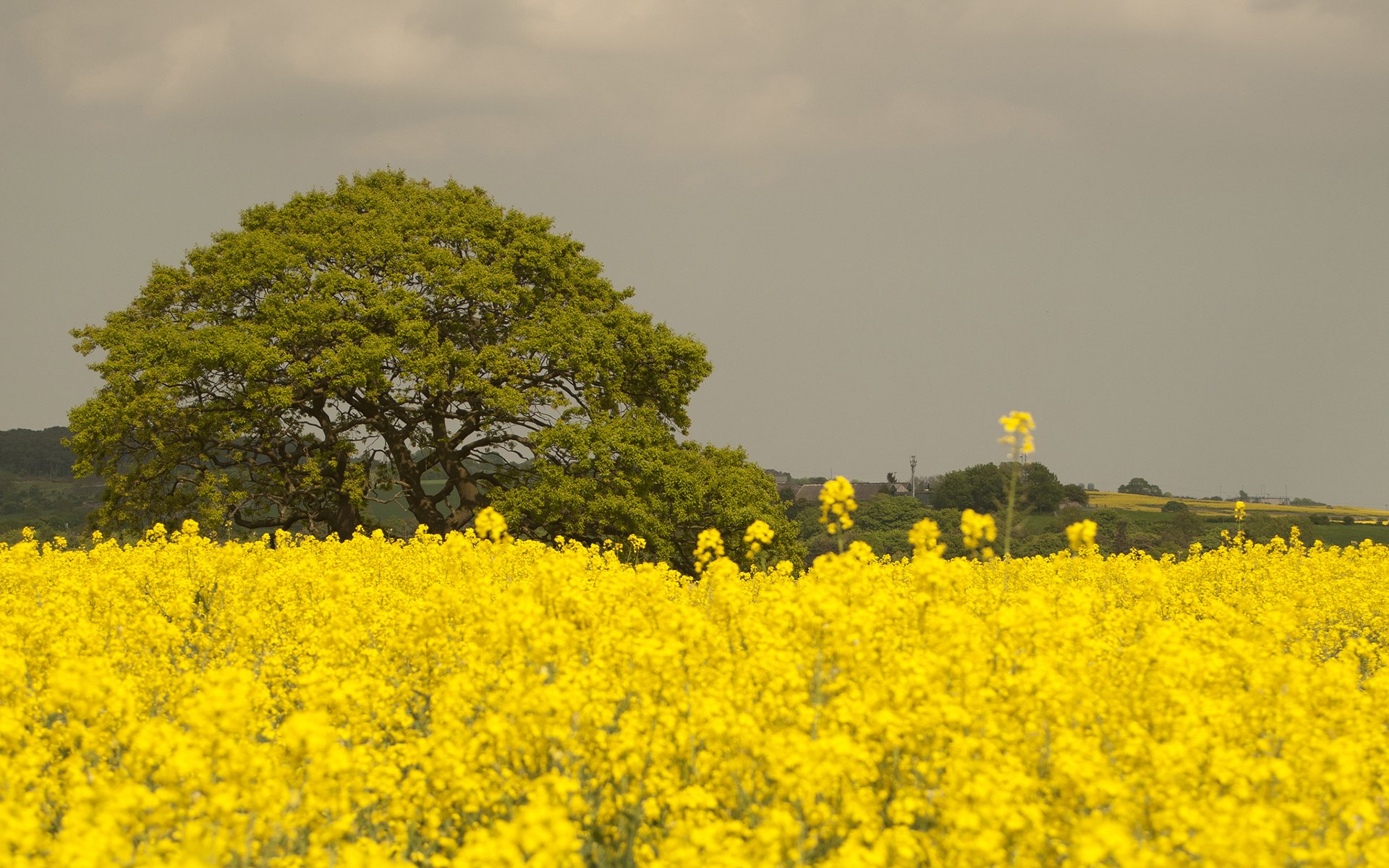 Download Nature Field HD Wallpaper