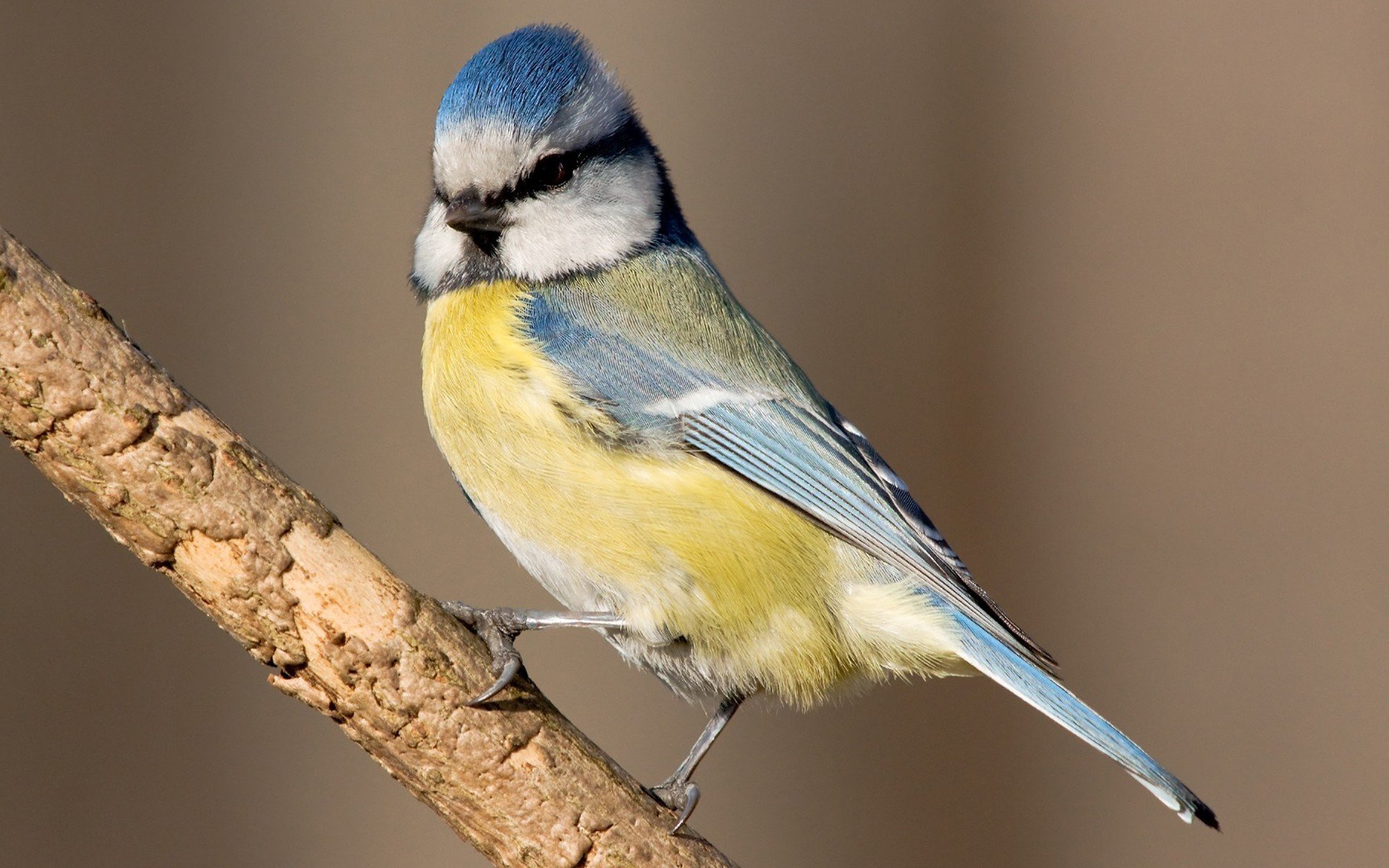 A vibrant titmouse perched on a branch, showcasing its striking blue and yellow feathers. This HD image serves as an engaging desktop wallpaper or background.