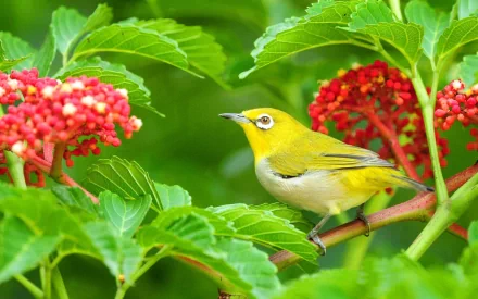A vibrant Indian white-eye perched among lush green leaves and striking red flowers, showcasing its bright yellow plumage. This HD image serves as a lively desktop wallpaper.