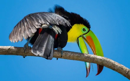 A vibrant toucan perched on a branch against a clear blue sky, showcasing its striking colorful beak. This HD image makes a captivating PC desktop wallpaper and background.