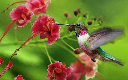 An HD desktop wallpaper featuring a vibrant hummingbird hovering near pink flowers, set against a lush green background.