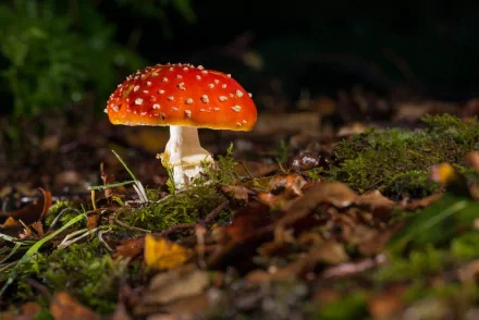 nature mushroom HD Desktop Wallpaper | Background Image