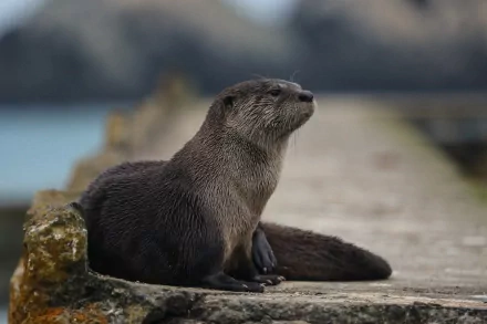 An otter sits on a stone pier, gazing contently with a blurred natural background, creating a serene HD desktop wallpaper and background.
