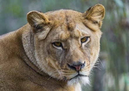 HD PC desktop wallpaper featuring a close-up of a lioness with a focused, calm expression against a blurred natural background.