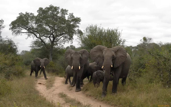 A herd of African bush elephants walks along a dirt path, surrounded by lush greenery, set against a cloudy sky. This vibrant scene makes for a striking HD desktop wallpaper.