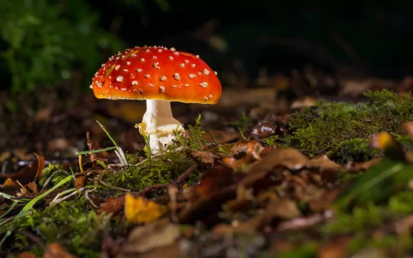 HD PC desktop wallpaper featuring a vibrant red mushroom with white spots growing among moss and forest floor debris in a natural setting.
