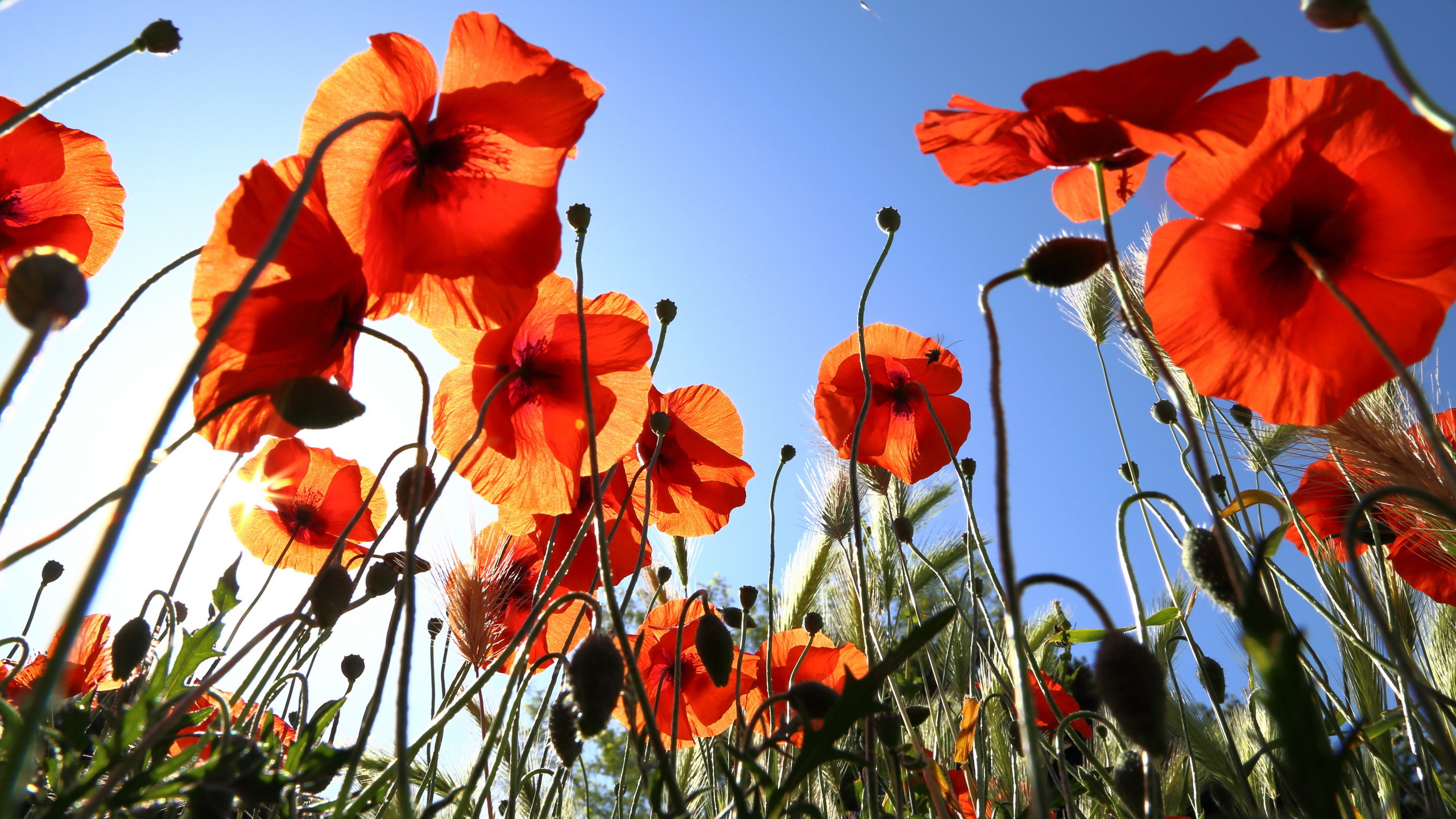 Poppy HD Wallpaper | Background Image | 2560x1440 | ID:414930