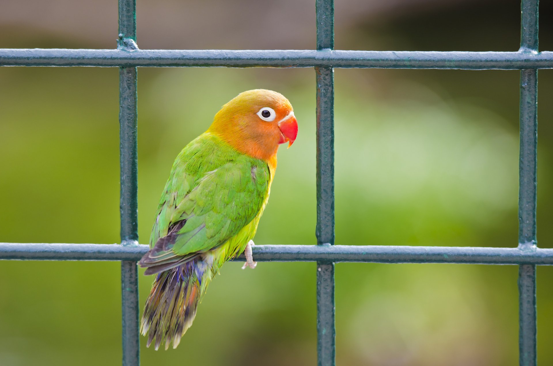 A vibrant lovebird perched on a green fence, showcasing its bright orange and green feathers. This HD desktop wallpaper captures the charm of this affectionate animal.