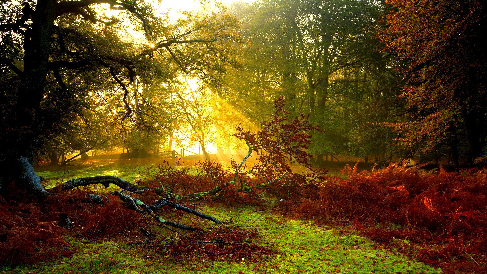 A serene forest scene bathed in golden light, featuring vibrant foliage and fallen branches, makes for a captivating nature-themed HD desktop wallpaper and background.