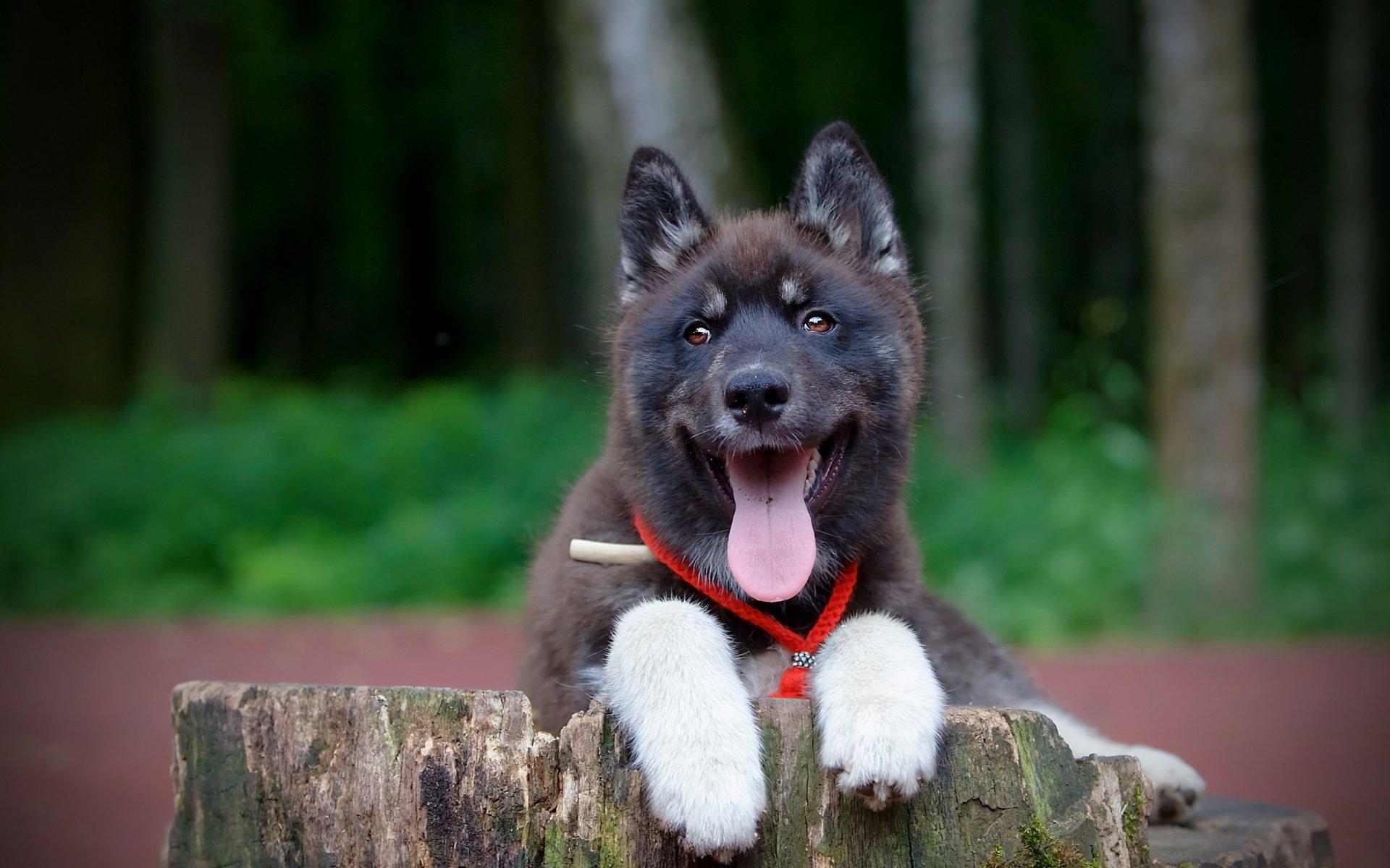 HD desktop wallpaper featuring a happy black and white puppy with a red collar resting on a tree stump in a forest setting.