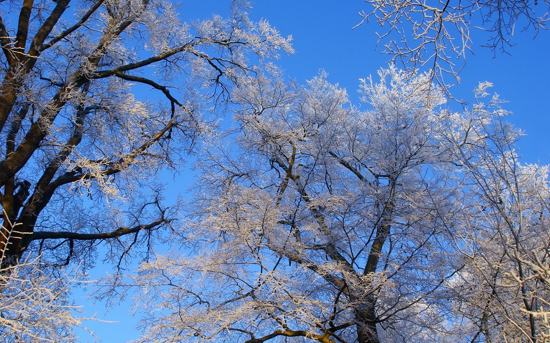 Download Nature Tree HD Wallpaper