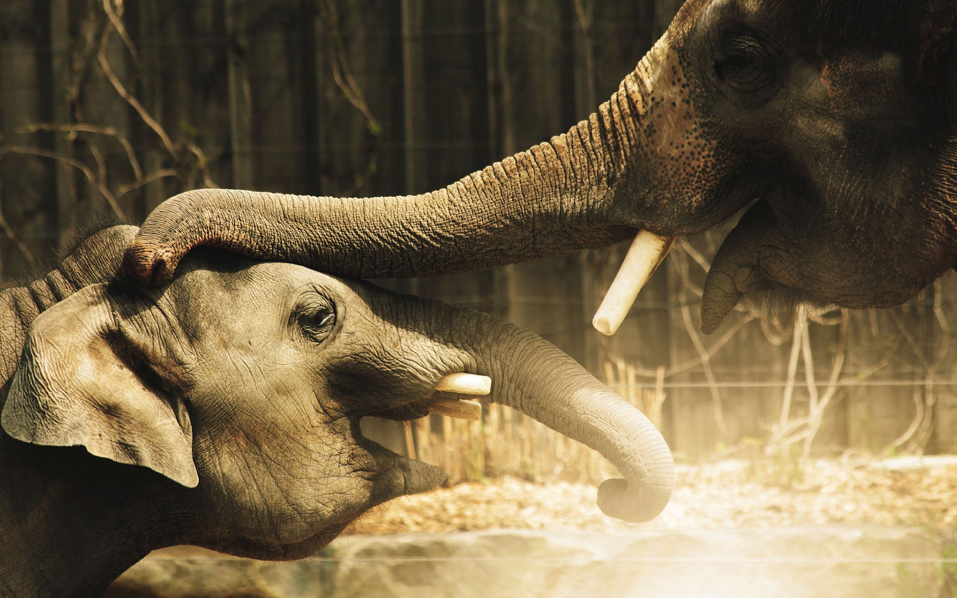 El Phant Full HD Fond D Cran And Arri Re Plan 1920x1200 ID 414666   Thumb 1920 414666 