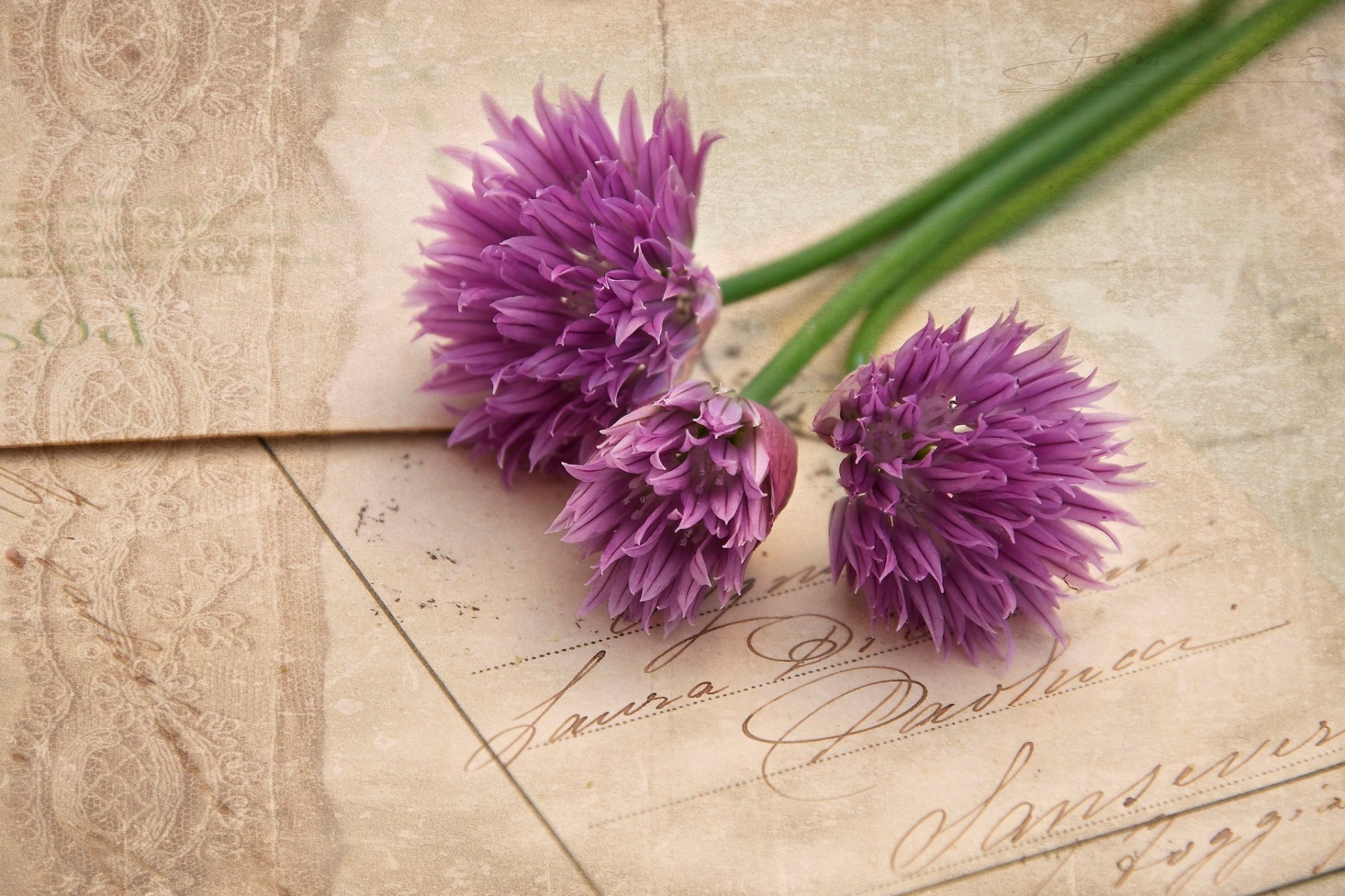 A vibrant bouquet of purple flowers rests on a textured vintage background, creating a beautiful nature-inspired HD wallpaper for desktops.