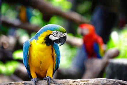 A vibrant blue-and-yellow macaw perched gracefully, showcasing its striking plumage, set against a blurred background of lush greenery and a red parrot. HD desktop wallpaper.