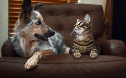 A cute dog and cat sit together on a brown leather couch, showcasing their friendship in this charming HD desktop wallpaper and background.