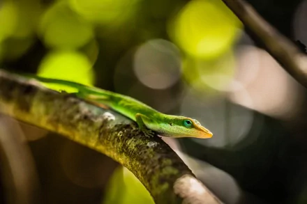 Animal lizard HD Desktop Wallpaper | Background Image