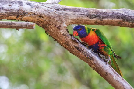 A vibrant rainbow lorikeet perched on a branch, showcasing its colorful plumage against a blurred green background. This image serves as an eye-catching HD desktop wallpaper.