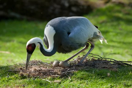  White-naped Crane (antigone vipio)