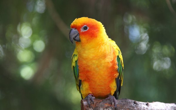 Animal Sun Parakeet Birds Parrots Bird HD Wallpaper | Background Image