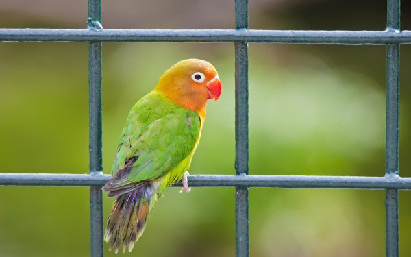 Animal Lovebird Birds Parrots HD Wallpaper | Background Image