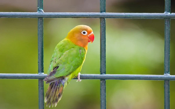 A vibrant lovebird perched on a green fence, showcasing its bright orange and green feathers. This HD desktop wallpaper captures the charm of this affectionate animal.