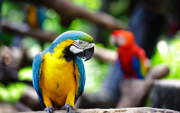 Download Animal Blue-and-yellow Macaw Blue-and-yellow Macaw HD ...