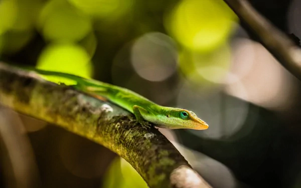 Animal lizard HD Desktop Wallpaper | Background Image