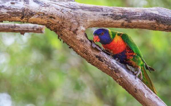 Animal Rainbow Lorikeet Birds Parrots HD Wallpaper | Background Image