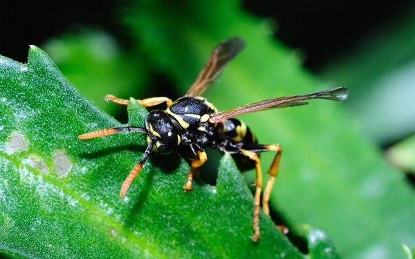 Animal wasp HD Desktop Wallpaper | Background Image