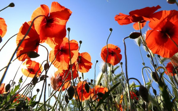 0 Poppy Hd Wallpapers Background Images 0 Poppy Hd Wallpapers Background Images