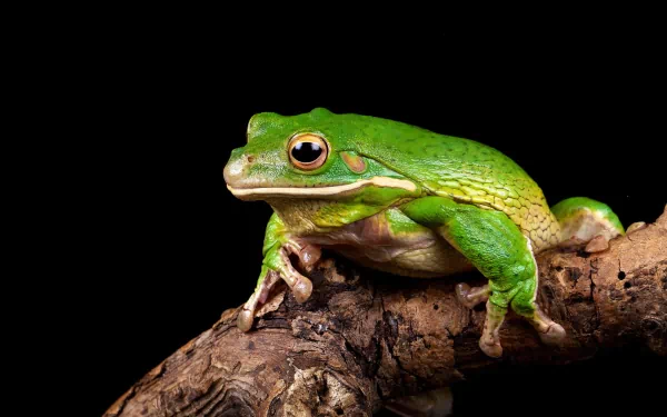 A vibrant green frog perches on a branch against a dark background, showcasing intricate details and textures, serving as an attractive HD desktop wallpaper or background.