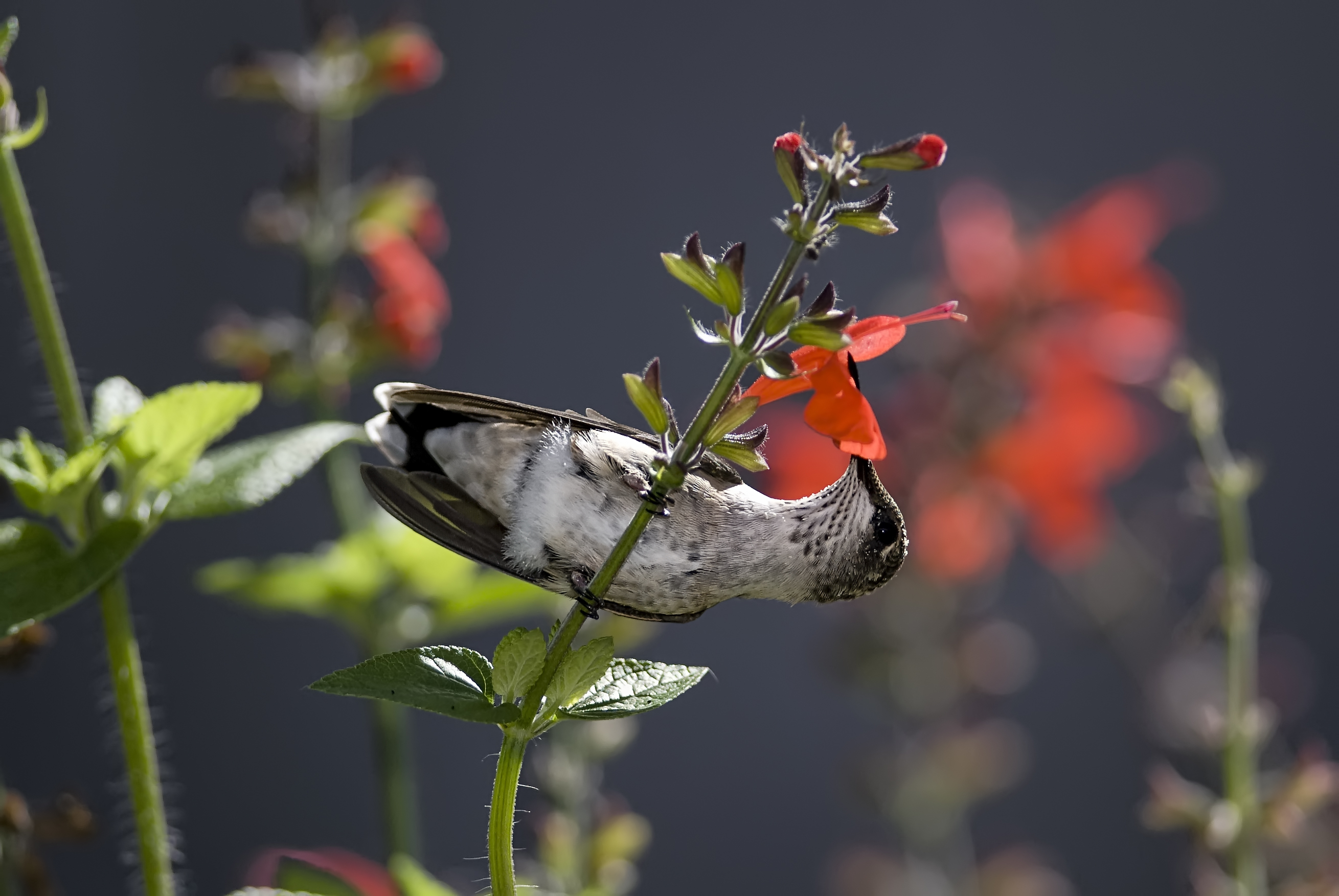 Animal Hummingbird HD Wallpaper | Background Image