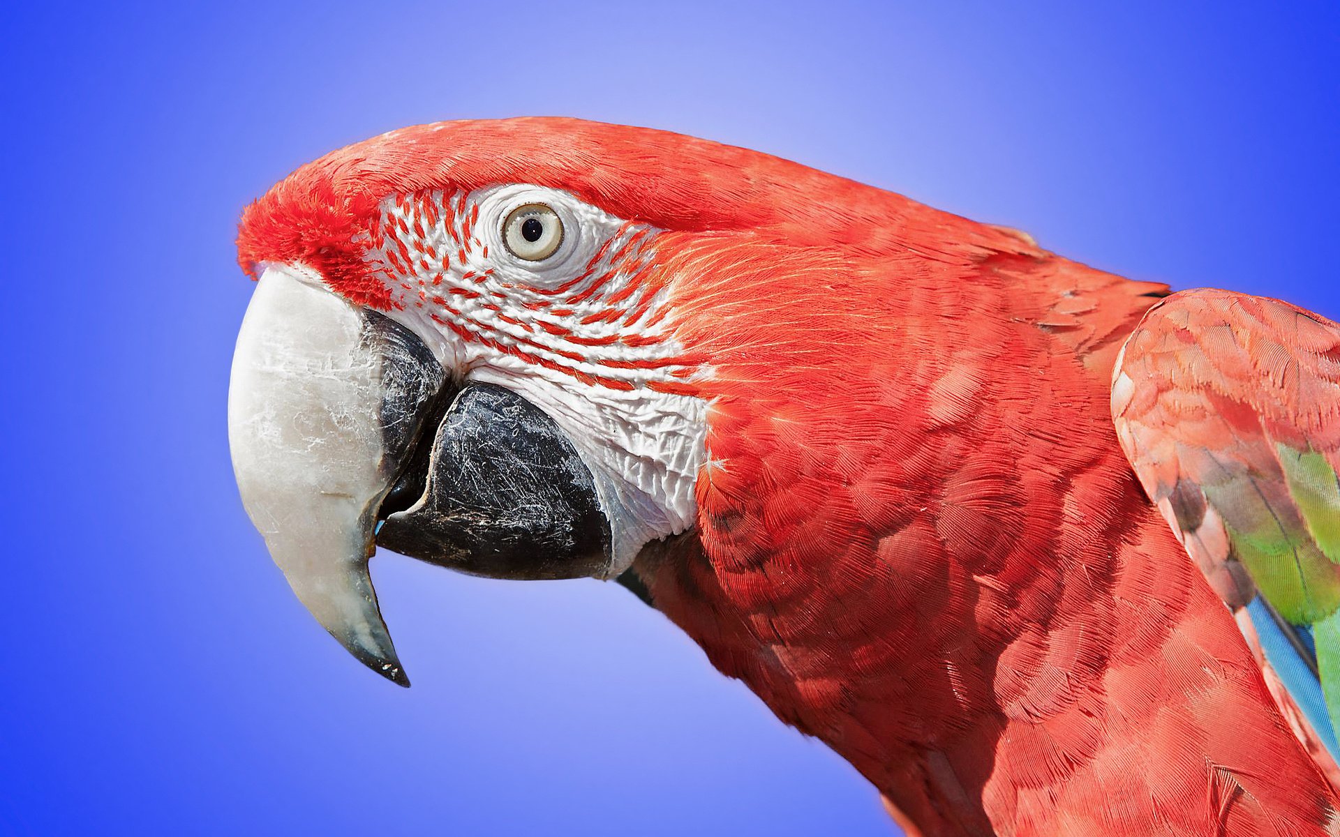 A vibrant red-and-green macaw displays its striking feathers against a soft blue background, making it a stunning HD desktop wallpaper and background option.