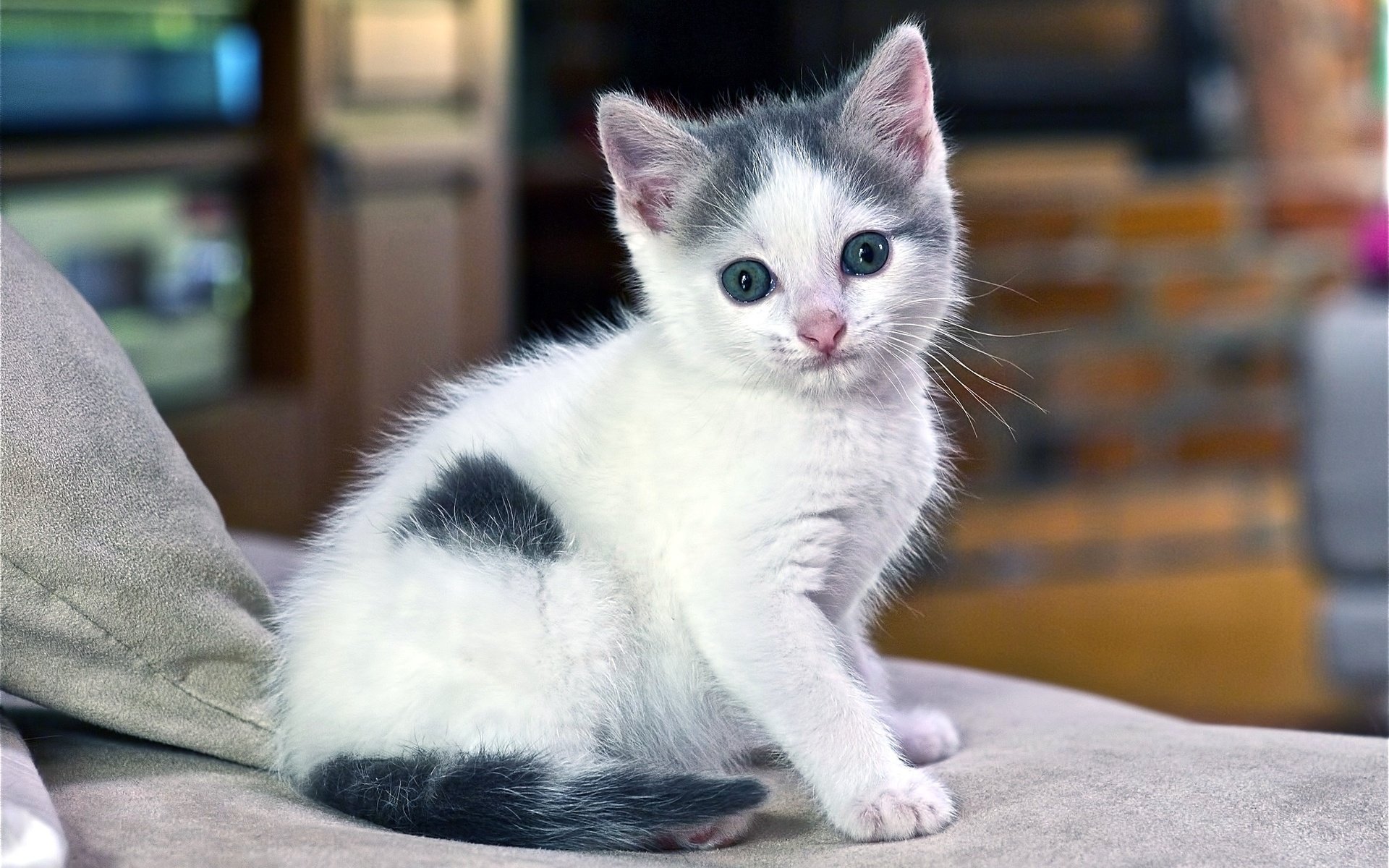HD desktop wallpaper featuring a white and gray kitten sitting on a soft surface, showcasing its curious expression in a home setting.
