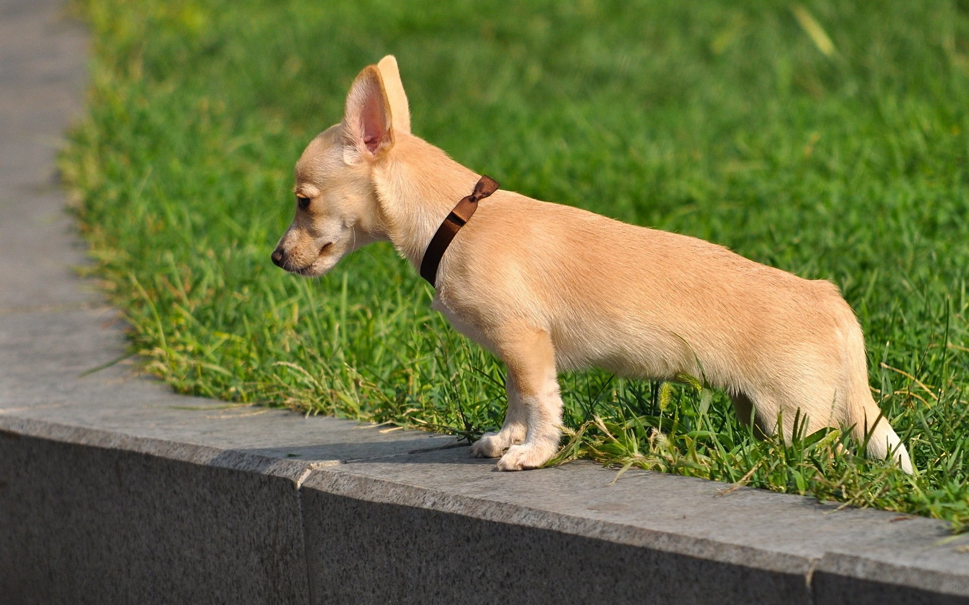 A playful dog stands on a stone edge, gazing curiously at its surroundings, framed by vibrant green grass. This HD image serves as an engaging desktop wallpaper or background.
