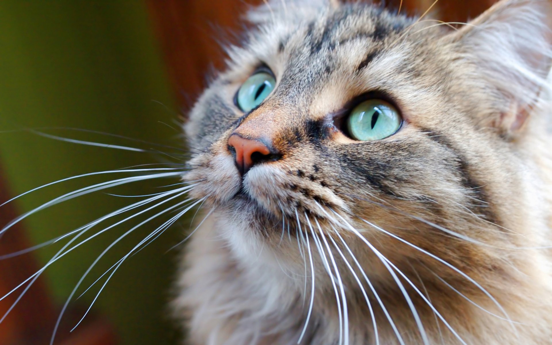 Close-up of a fluffy cat with striking blue eyes, captured in HD, serving as a vivid PC desktop wallpaper and background.