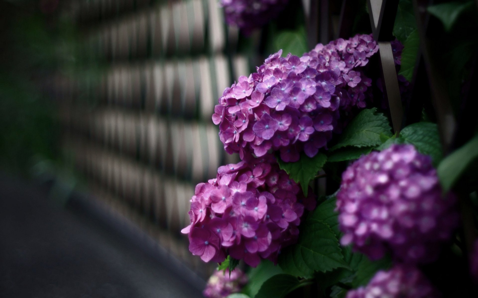 HD wallpaper featuring vibrant hydrangea flowers in shades of purple, set against a softly blurred background, capturing the beauty of nature.