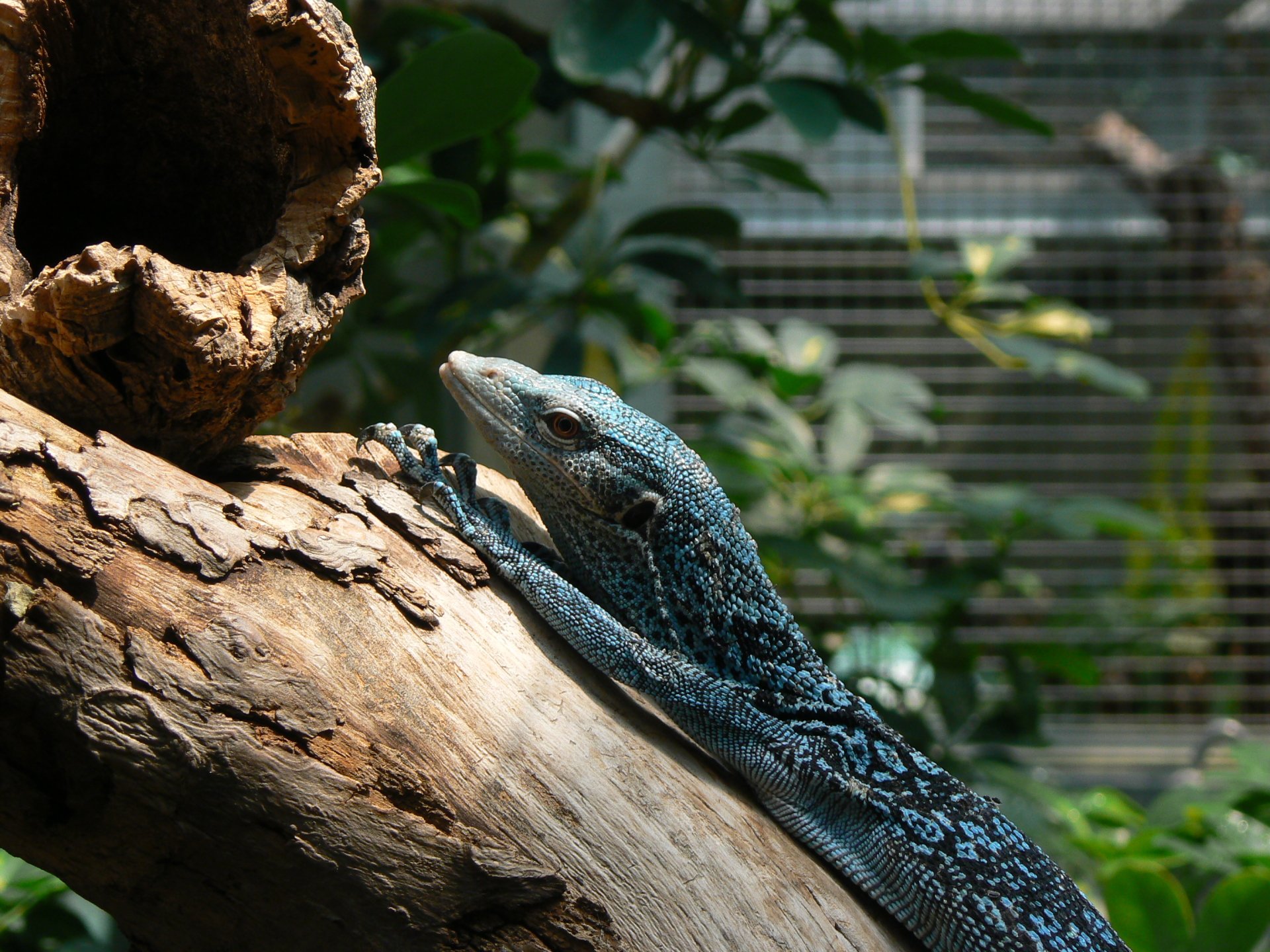 Blue-Spotted Tree Monitor HD Wallpaper