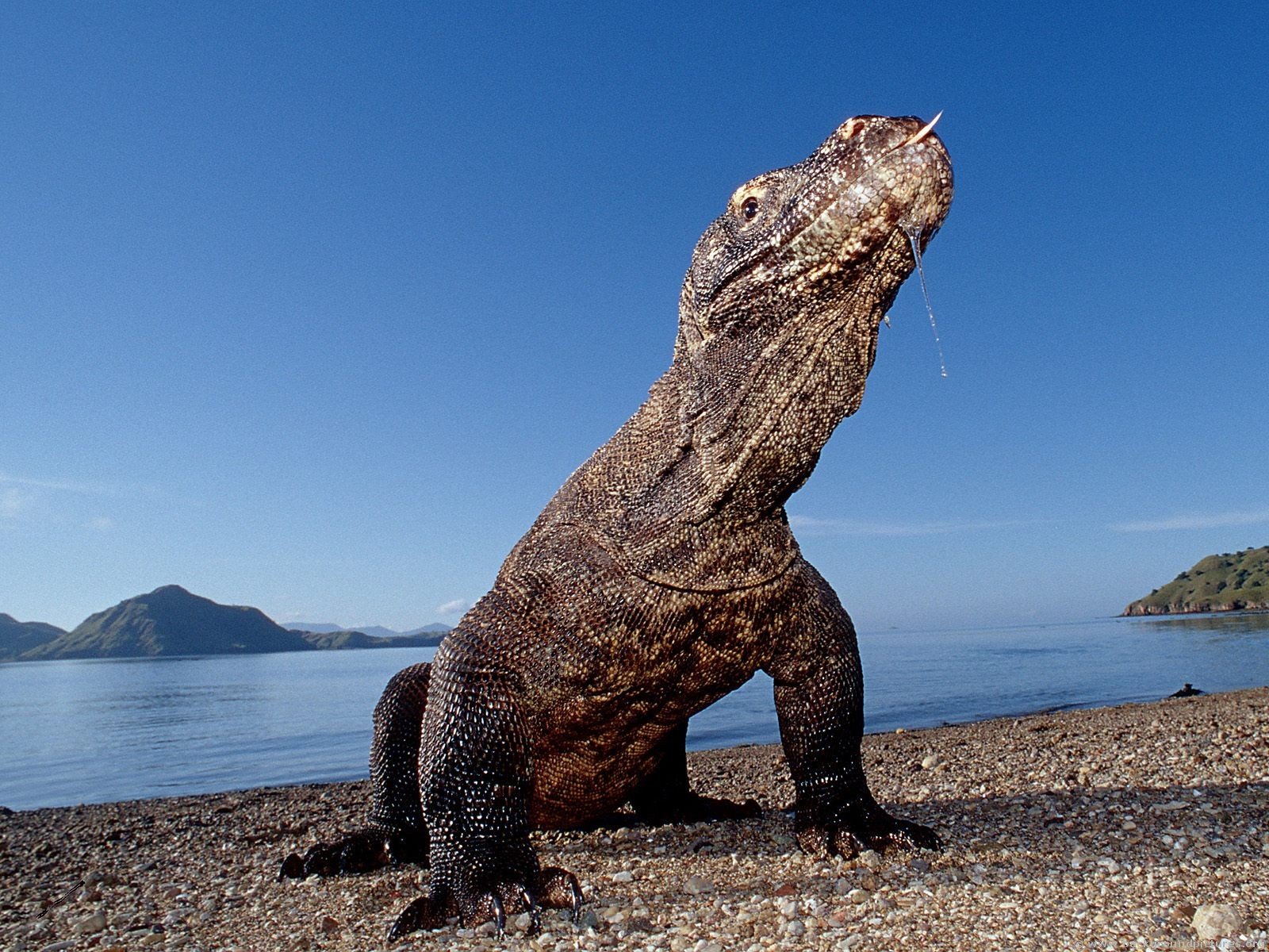 A majestic komodo dragon stands on a sandy beach, gazing towards the blue sky and ocean, creating a stunning HD desktop wallpaper and background.