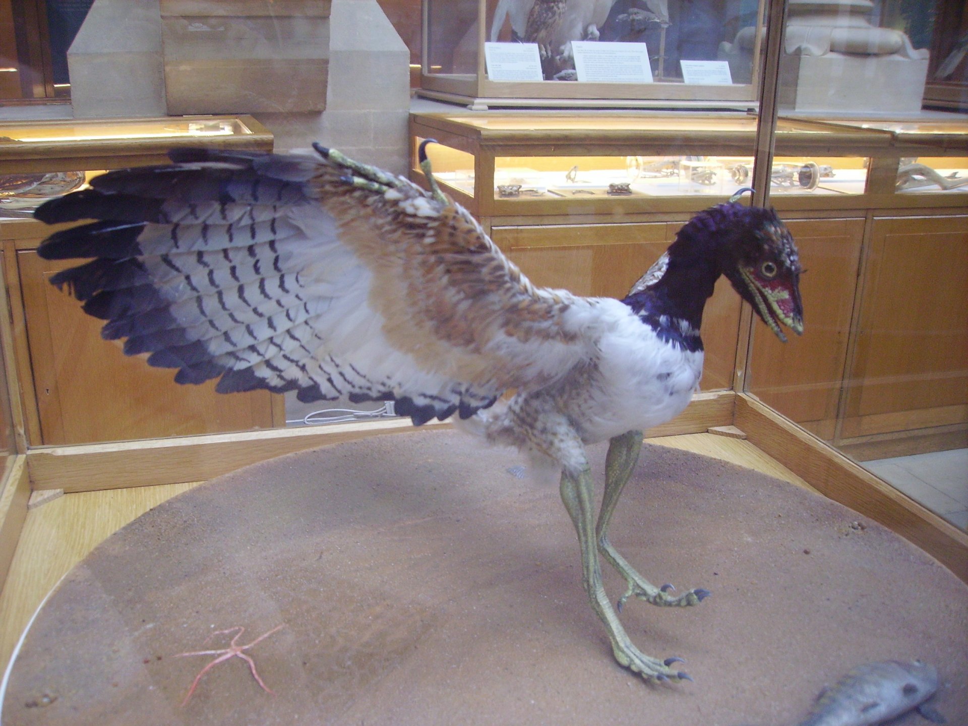Download Animal Archaeopteryx HD Wallpaper