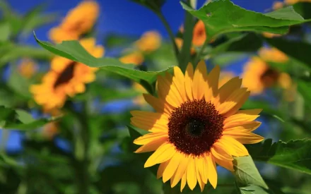 A vibrant sunflower in full bloom stands out against a clear blue sky, capturing the beauty of nature in this HD desktop wallpaper and background.