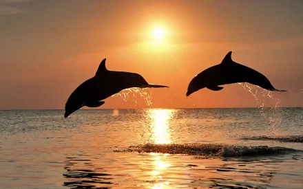 Two Bottlenose Dolphins leap out of the water against a stunning sunset backdrop, casting silhouettes on the ocean. The HD desktop wallpaper captures the serene beauty and joy of these animals in nature.